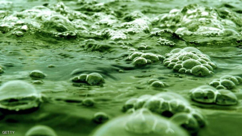 Pictures of micro seaweeds in a basin on May 18, 2009 at the Seche environmental plant in Le Vigeant, southern France. Seche Environnement, a French group specialised in the treatment and storage for all types of non-radioactive waste, produces green fuel from seaweeds. AFP PHOTO / ALAIN JOCARD (Photo credit should read ALAIN JOCARD/AFP/Getty Images)
