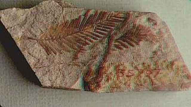 كيف يستخدم كربون 14 في حساب العمر