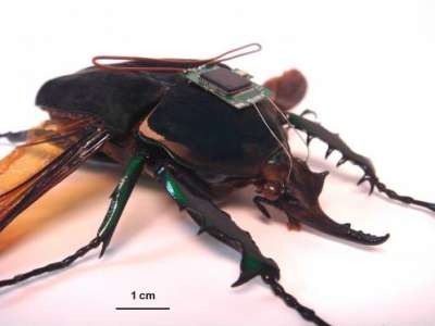 باحثون يجهزون الحشرات لعمليات البحث والإنقاذ
