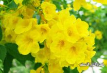 أسرار اللون الأصفر