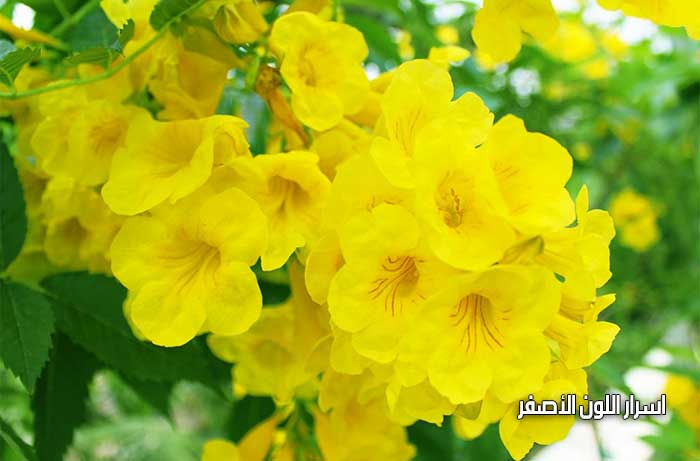 أسرار اللون الأصفر