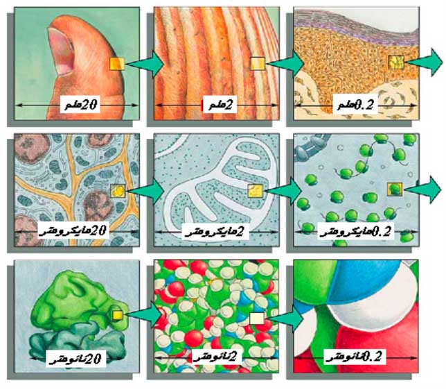 دروس من الطبيعة في النانوتكنولوجي
