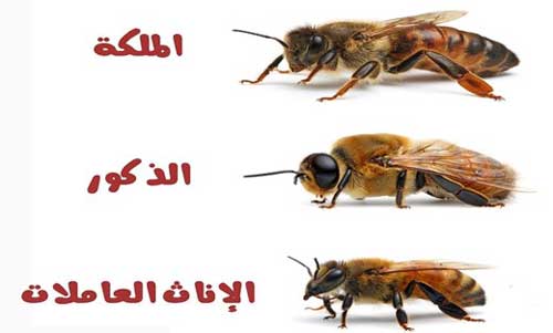 مملكة النحل
