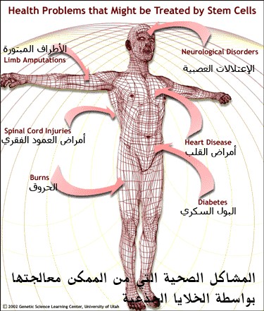 الخلايا الجذعية